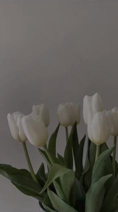 some white tulips are in a glass vase