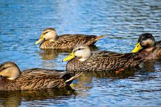 several ducks are swimming in the water together