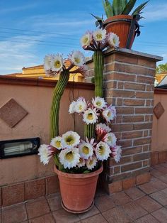 a potted plant with white and pink flowers next to a brick wall on a patio