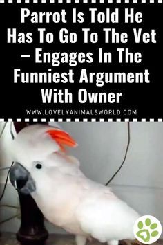 a white bird with an orange beak on it's head and the words parrot is told he has to go to the vet - engages in the funest argument with owner with owner