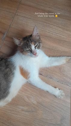 a cat that is laying down on the floor with its eyes closed and it's head up