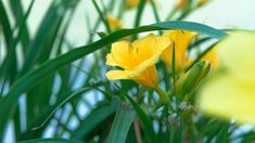 yellow flowers with green leaves in the foreground