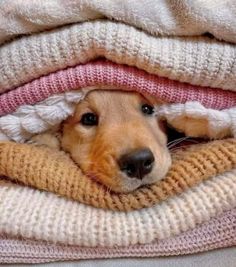 a brown dog laying on top of a pile of sweaters and blankets with his head peeking out from under the blanket