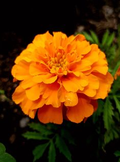 an orange flower with green leaves in the background