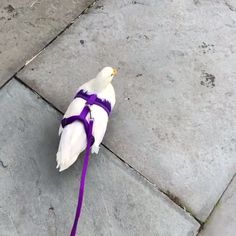 a white bird with a purple leash tied to it's neck on the sidewalk