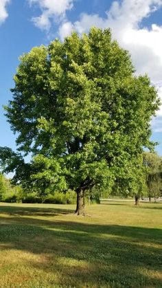 a large green tree sitting in the middle of a lush green field on a sunny day