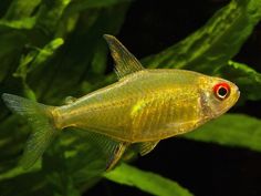 a close up of a fish in an aquarium