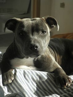 a dog laying on top of a bed next to a toilet