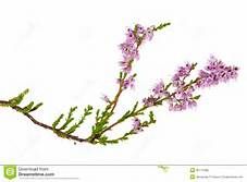 a branch with purple flowers against a white background