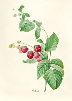 a drawing of raspberries on a branch with leaves and berries in the foreground