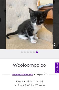 a black and white kitten sitting on top of a chair