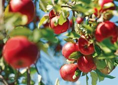 an apple tree filled with lots of red apples