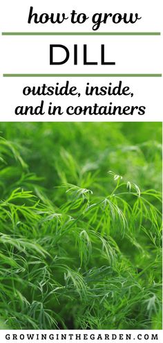 green plants with the words how to grow dill outside, inside and in containers