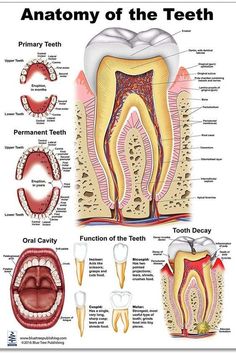 Tooth Poster, Teeth Anatomy, Dental Posters, Tooth Chart