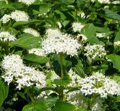 white flowers with green leaves and a bee on them