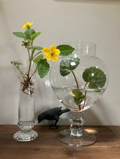 two glass vases with plants inside on a table