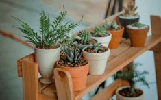 there are many potted plants on the shelf