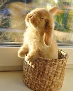 a rabbit sitting in a basket looking out the window