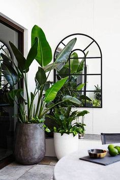 two potted plants sitting on top of a white table next to a black mirror