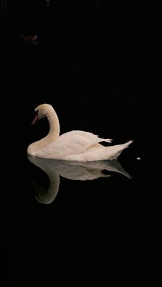 a white swan floating on top of a body of water