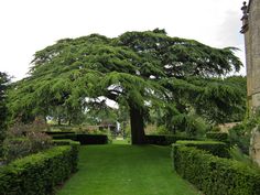 a large green tree sitting in the middle of a lush green park