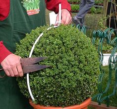 a man holding a large potted plant with scissors in it's hands while standing next to other plants