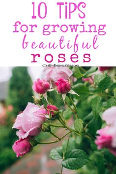 pink roses with text overlay that says 10 tips for growing beautiful roses in the garden