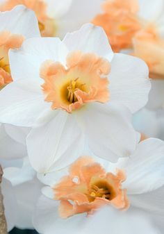 several white and orange flowers with yellow centers