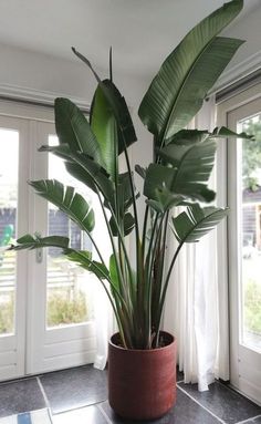 a potted plant sitting on top of a tiled floor