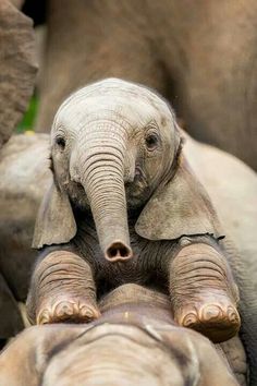 two baby elephants standing next to each other in front of an adult elephant with its trunk on the back of it's head