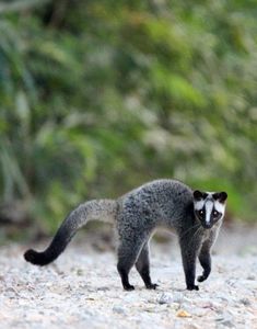 a small animal walking across a gravel road