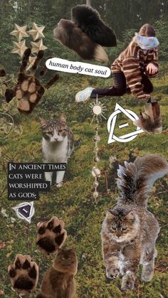 a collage of cats and other animals with captions in the middle that say human body cat soul