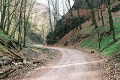 a dirt road in the middle of a wooded area with trees growing on both sides