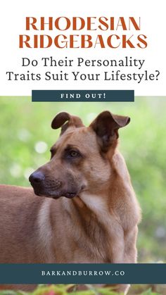 a brown dog with the title do their personality treats suit your life style? find out