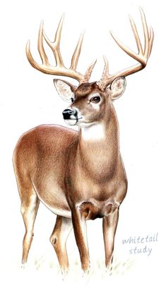 a drawing of a deer with antlers on it's head