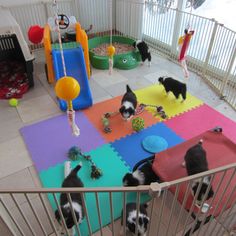 several small black and white dogs playing in a play area with colorful mats on the floor