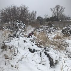 a dog standing on top of snow covered ground next to bushes and trees in the background