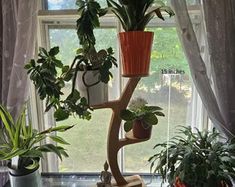 three potted plants on a stand in front of a window