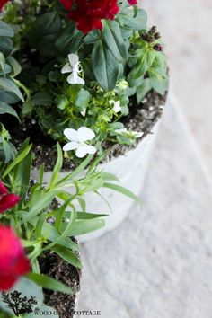 red and white flowers are in a pot on the ground next to another planter