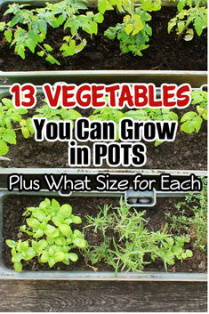 three metal trays filled with plants and the words 13 vegetables you can grow in pots plus what size for each