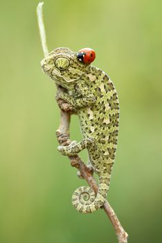 a small chamelon sitting on top of a branch with a ladybug on it's back