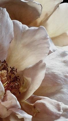 a close up view of a pink flower with white petals and stamens on it