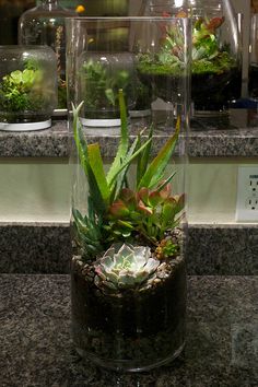 an assortment of succulents and plants in glass vases on a counter