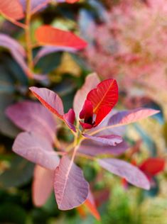 red leaves on a tree in the sunlight