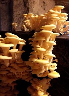 a bunch of mushrooms that are sitting on a counter top in front of a stone wall