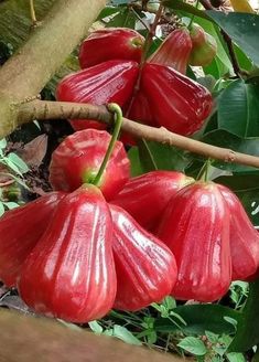 some very pretty red flowers on a tree