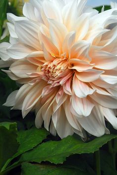 a large white flower sitting on top of green leaves