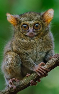 a small animal sitting on top of a tree branch in the forest with eyes wide open