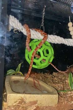 there is a snake that is on top of a ball hanging from a rope in a cage