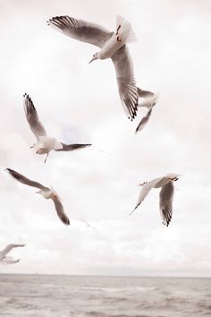 four seagulls flying over the ocean on a cloudy day